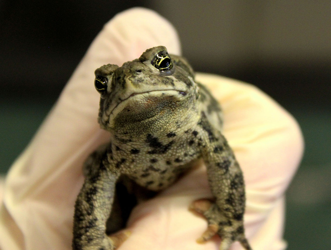 Wyoming toad