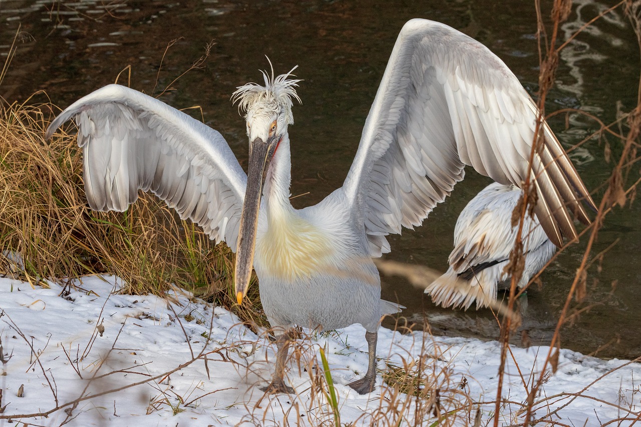 American white pelican