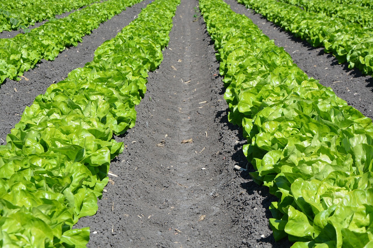 rows of lettuce
