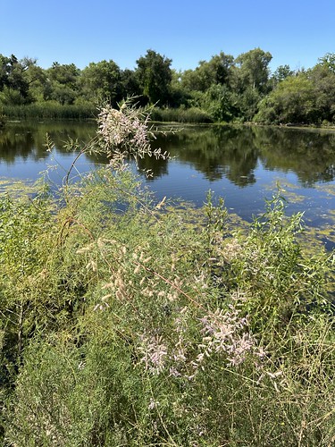 A pond - waters of the US
