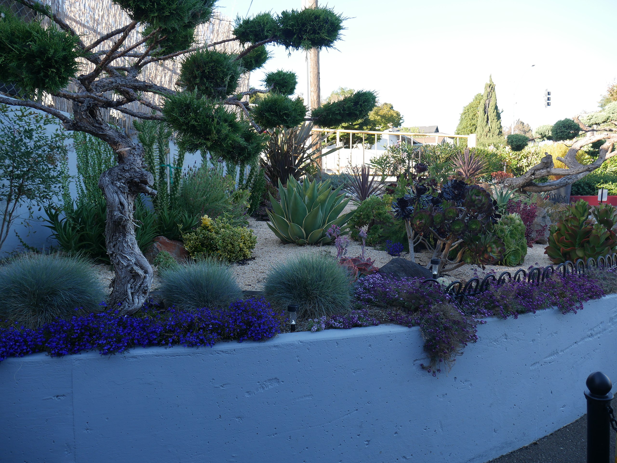 A drought resistant landscape in California