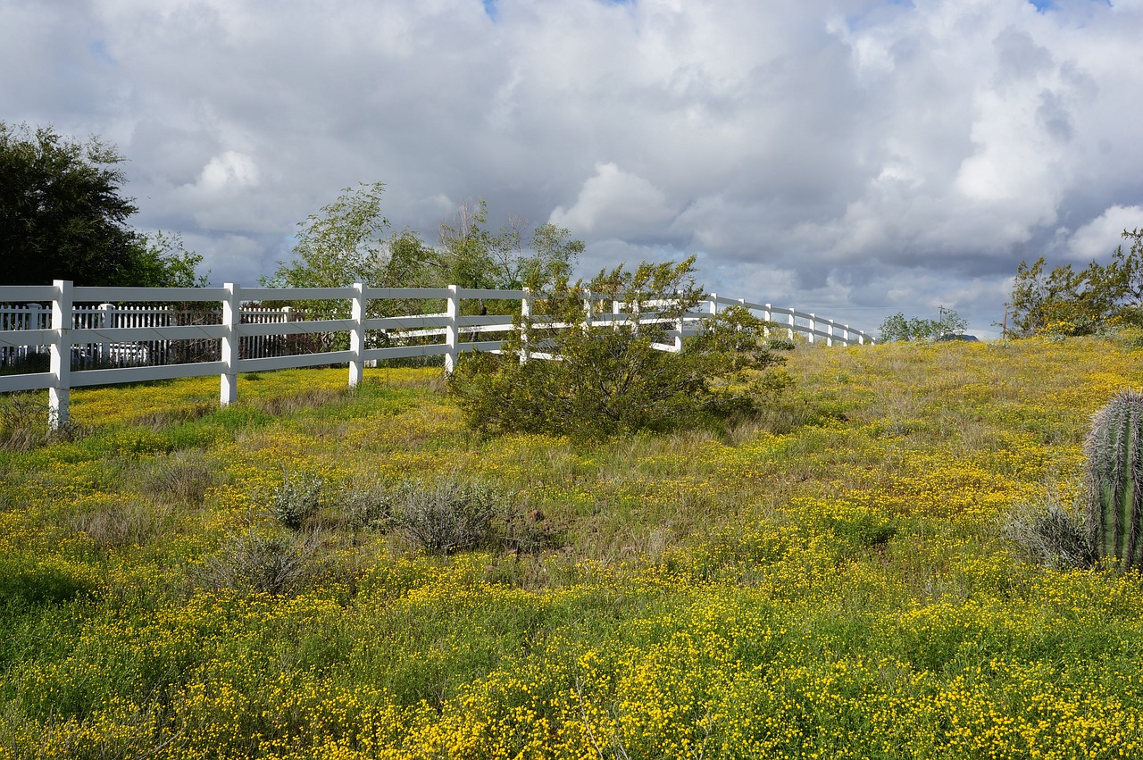 rural scene