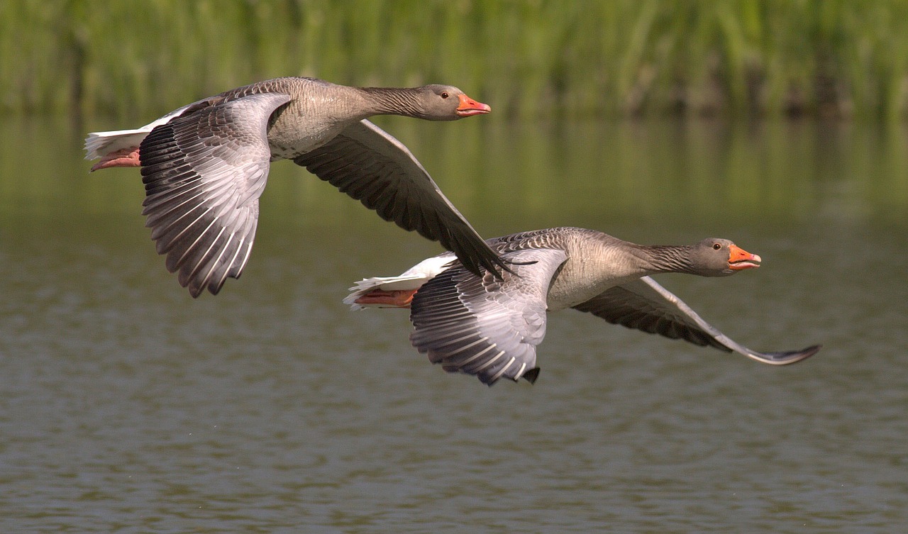 Ducks in flight