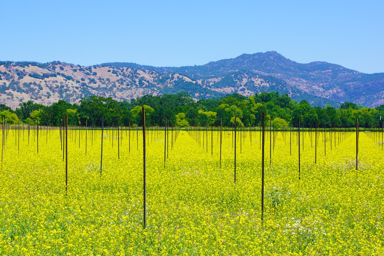 Groundwater supplies agriculture in California