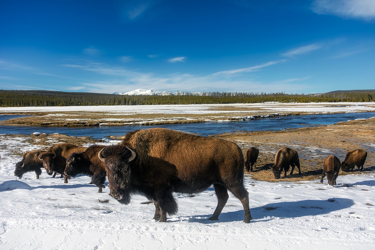 A Wyoming snow scene -- this year is off to a rough start in terms of snow drought.