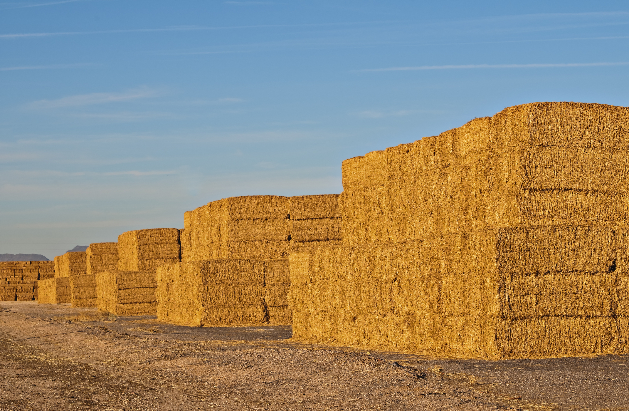 Gila Bend, Arizona agriculture
