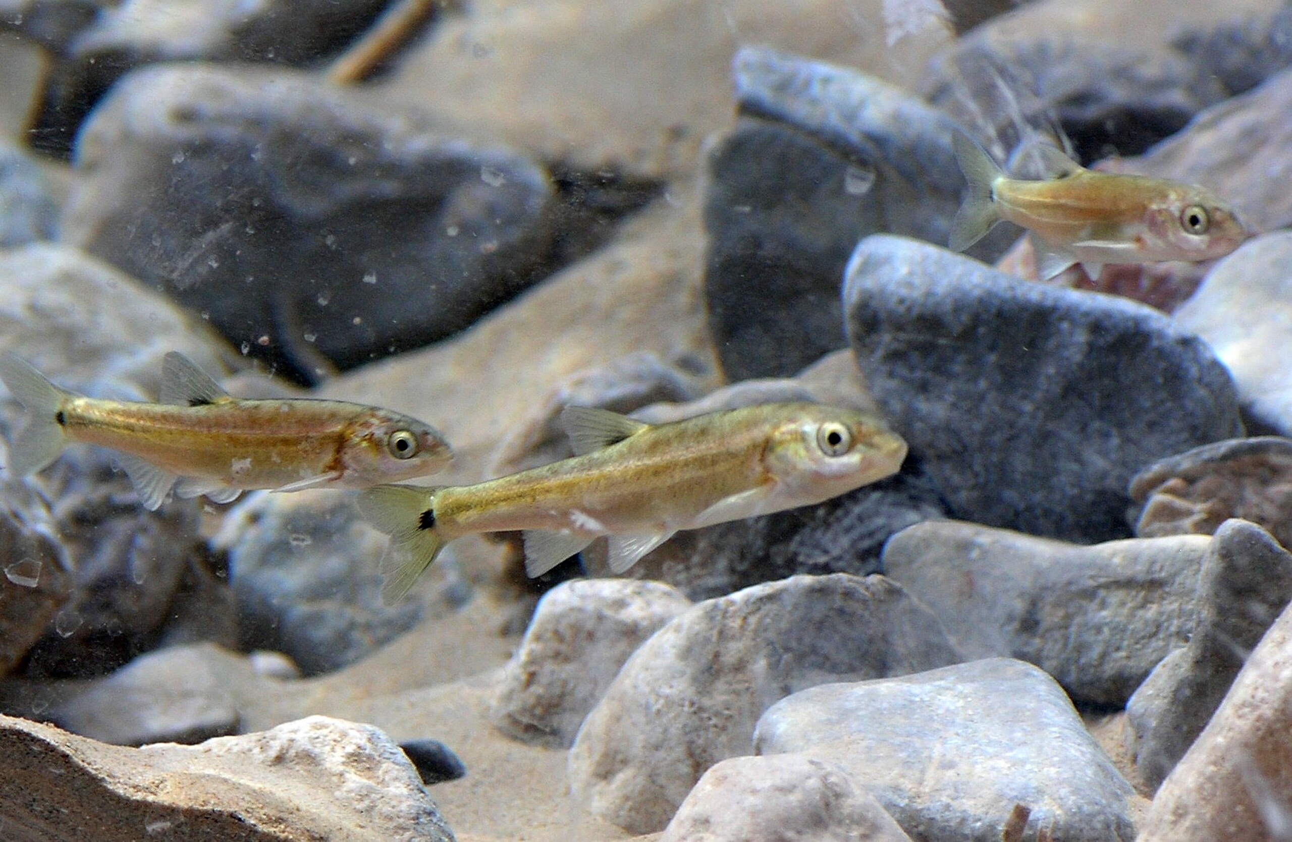 Nevada Supreme Court upholds state's power to manage groundwater, balancing development with wildlife conservation in landmark ruling.