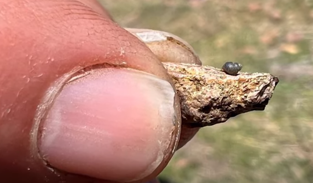 Nevada springsnail - Kings River pyrg
