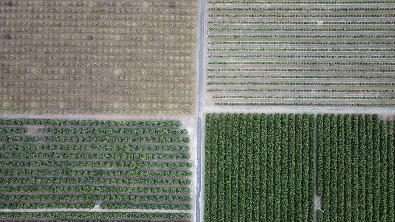California agriculture
