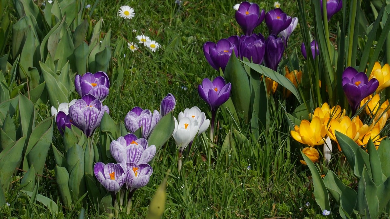 Flowers and lawns can be safely watered with graywater.