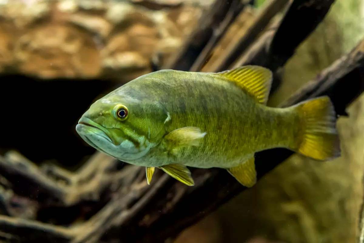Smallmouth bass are an invasive species at Glen Canyon Dam