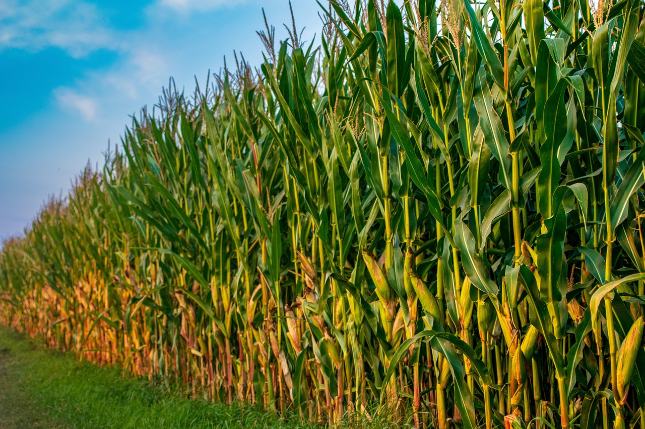 Ag groups and others sue EPA over new vehicle emissions standards, claiming they harm farmers and ignore the benefits of ethanol.