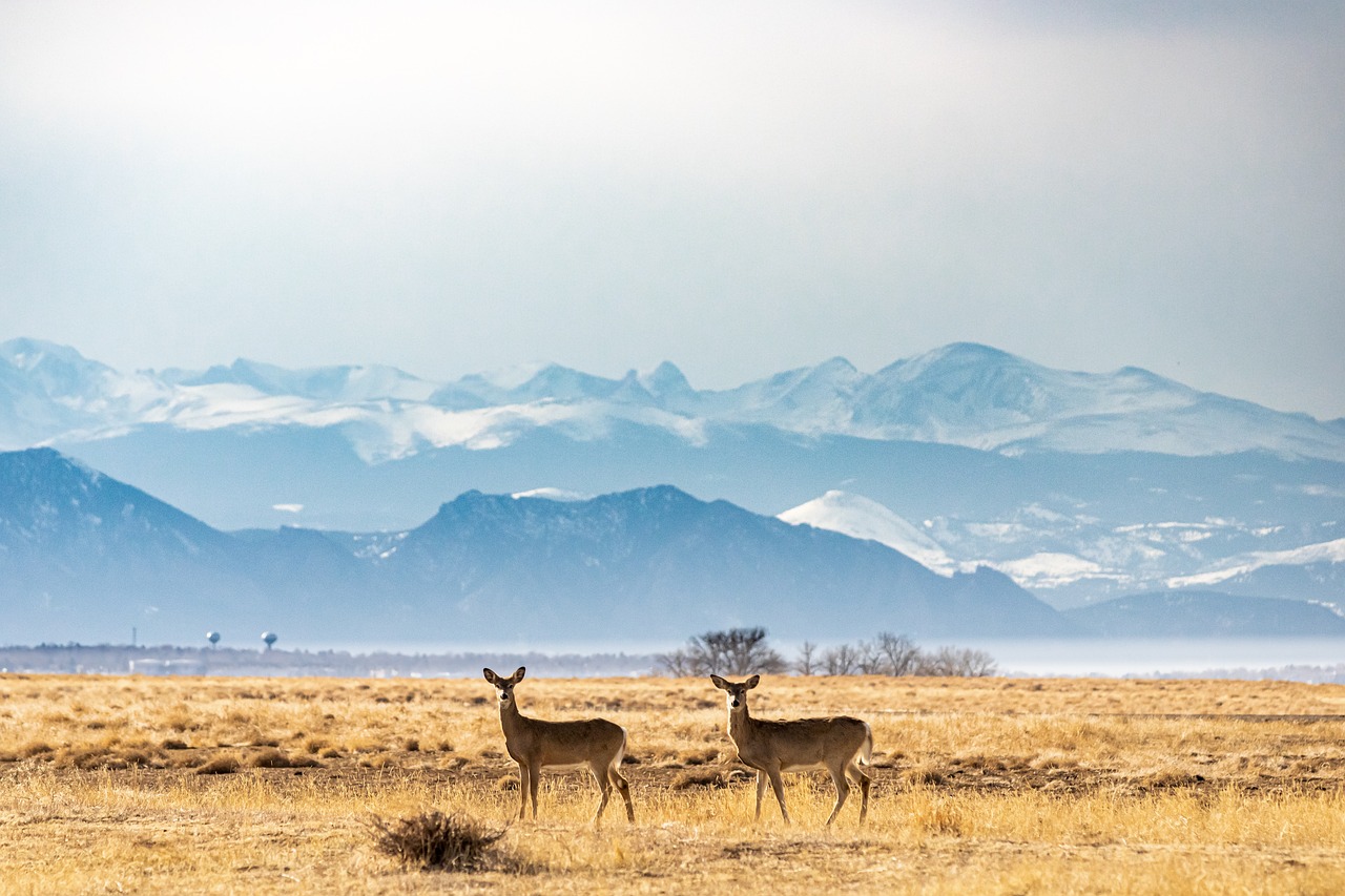 Western snow-capped mountain range
