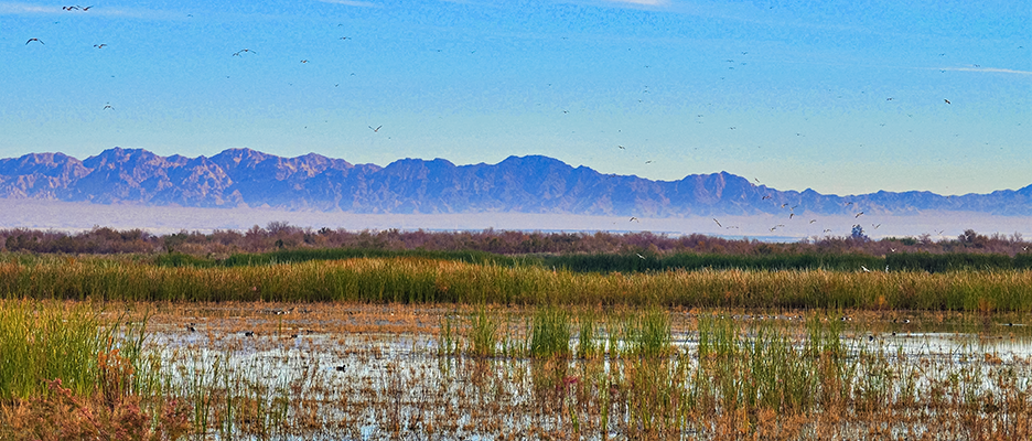 Sierra Club sues Imperial Irrigation District over water conservation project, claiming inadequate environmental review and potential harm to the Salton Sea ecosystem.