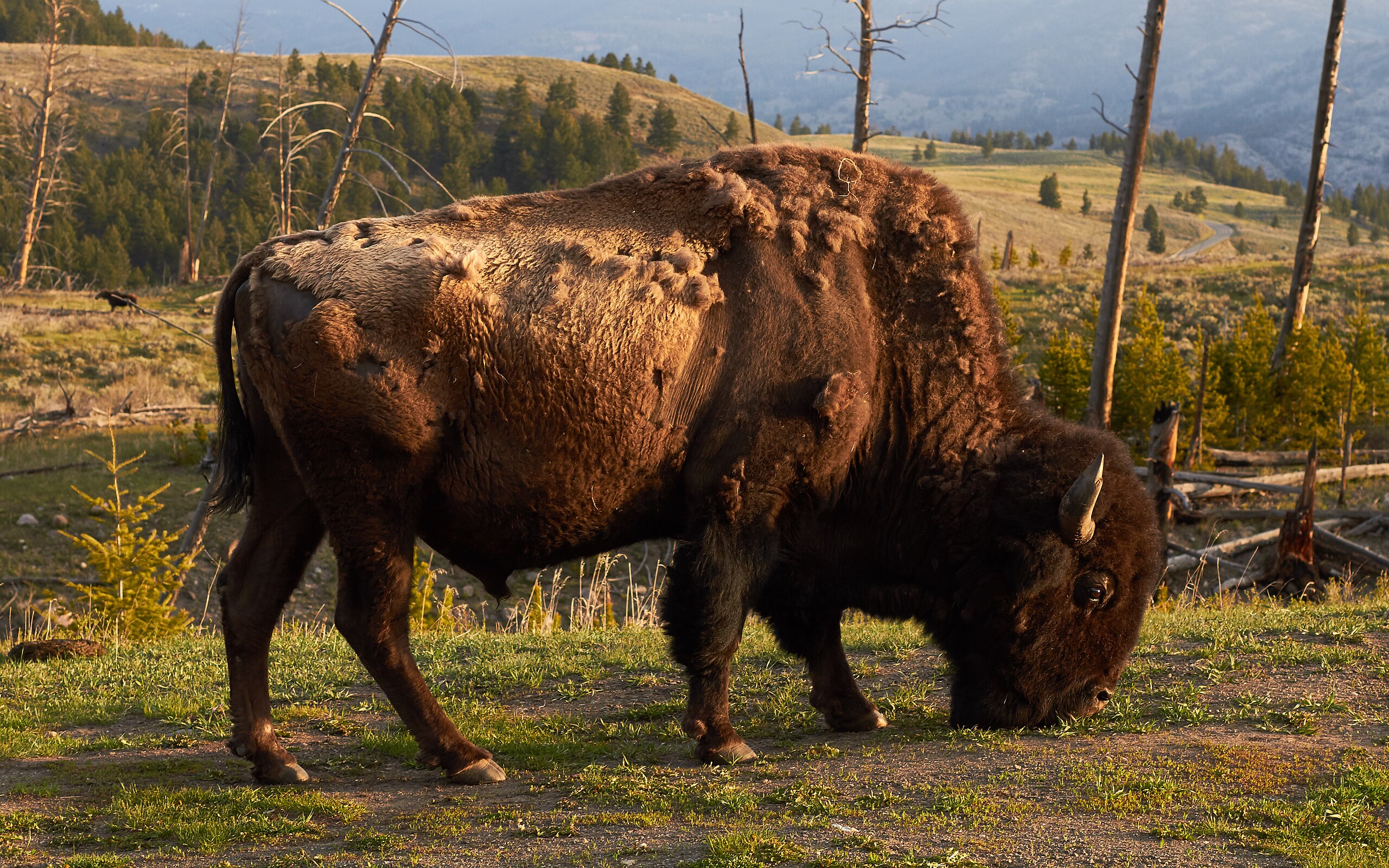 Iconic photo of American bison in Wyoming. The state is working on its water allocations.