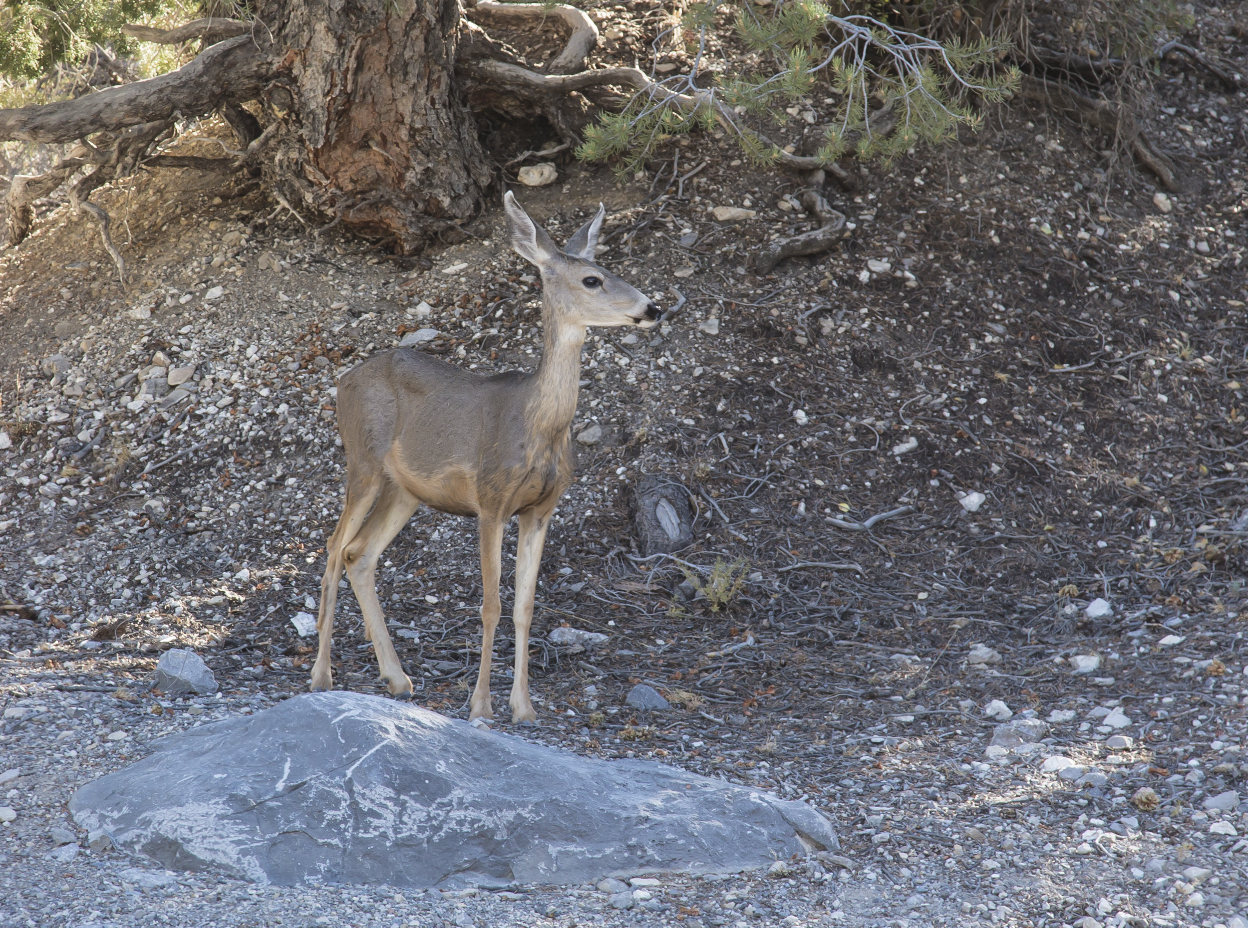Red Rock Canyon National Conservation Area