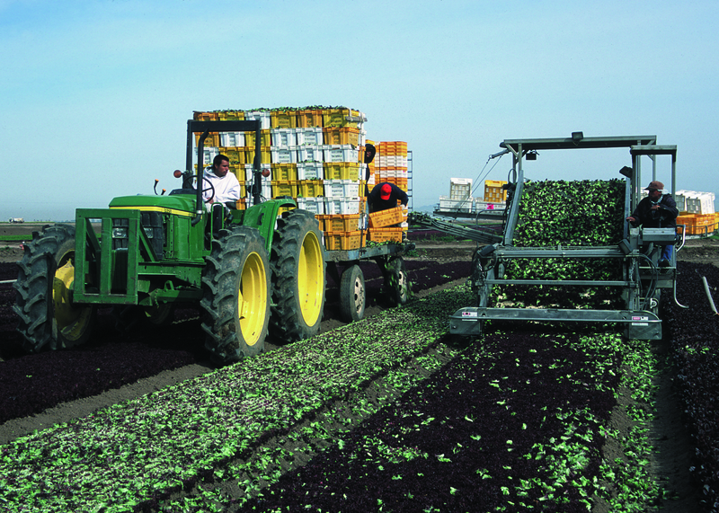Lettuce harvest near Yuma, Arizona - NRCS