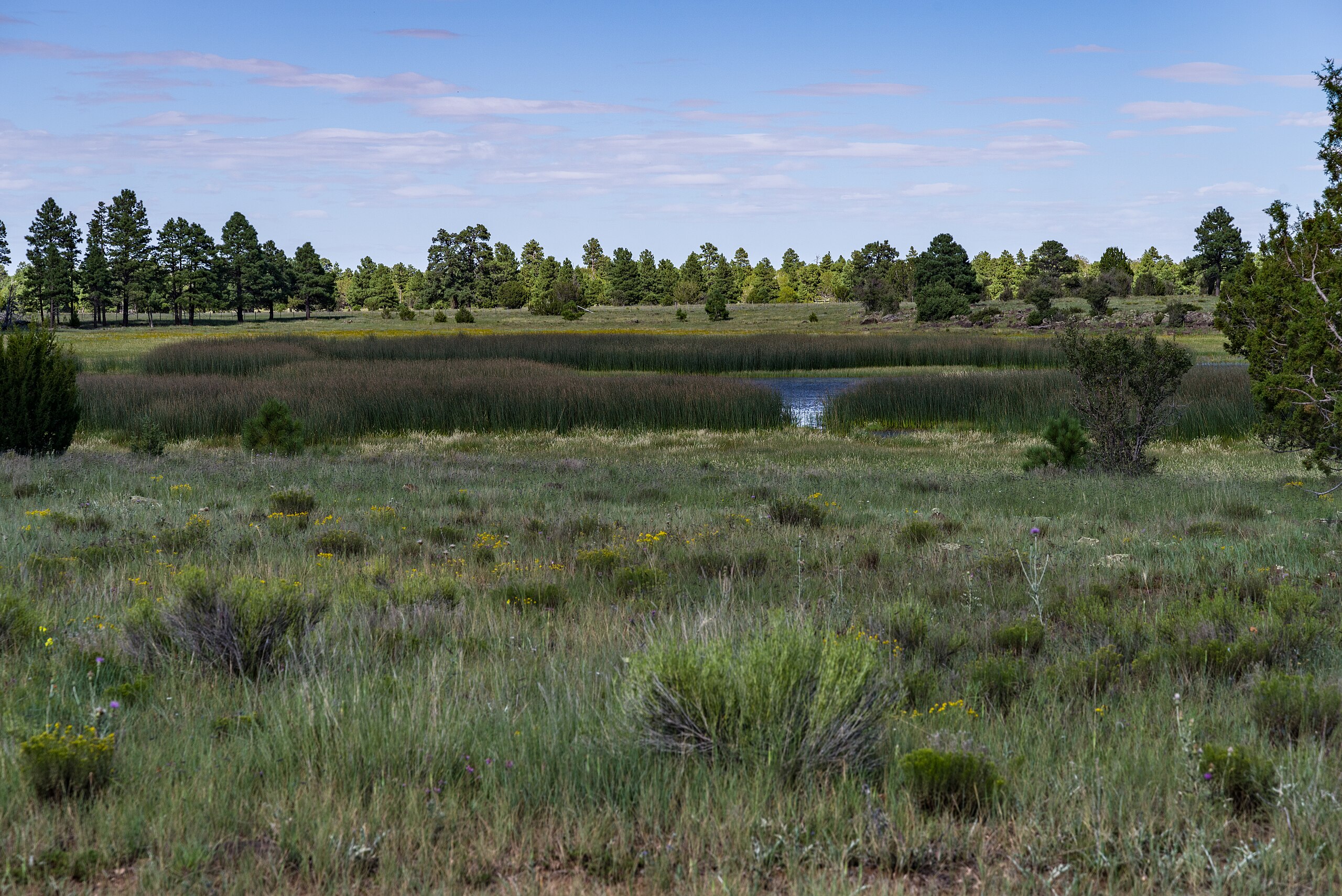 Wetlands in Arizona -- free tool helps understand Sacket regulations