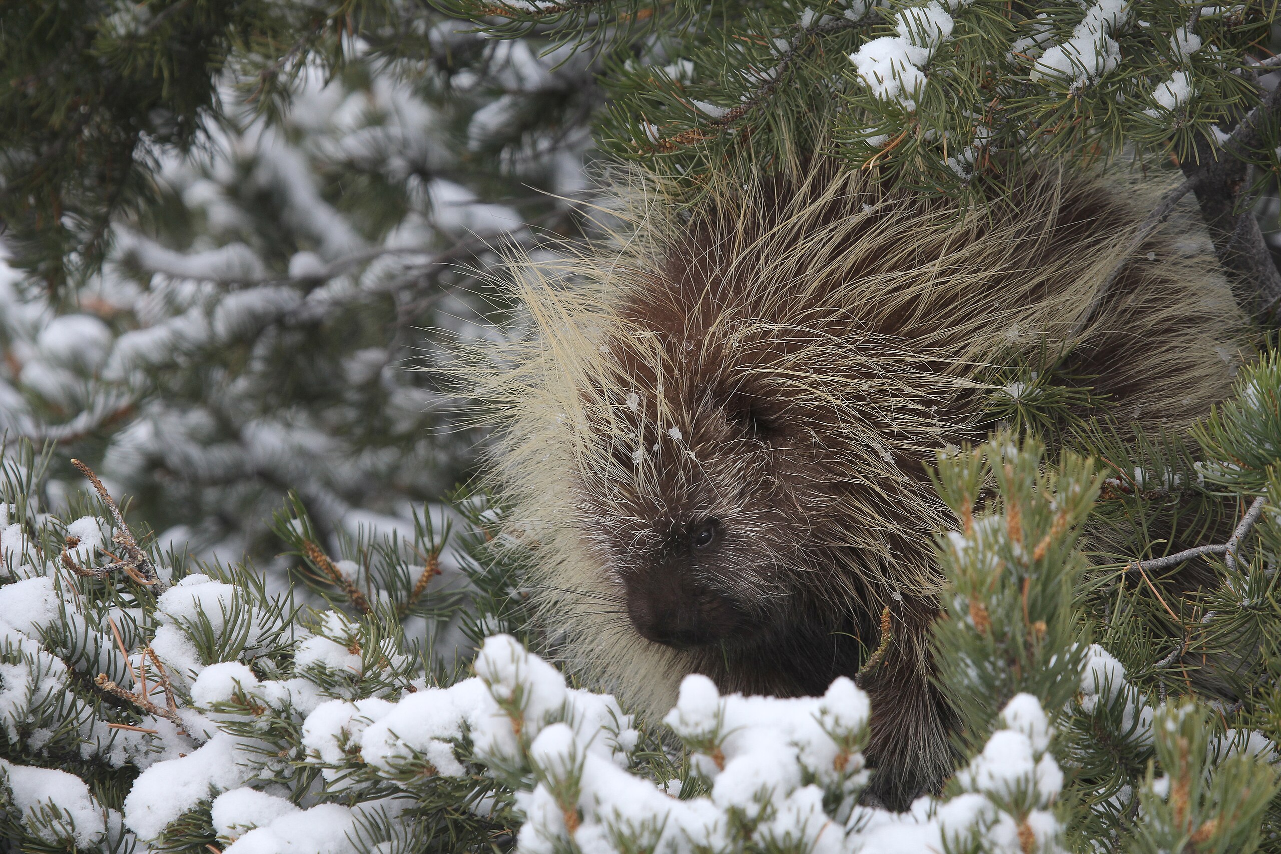 Porcupine on BLM land in Iron County, Utah
