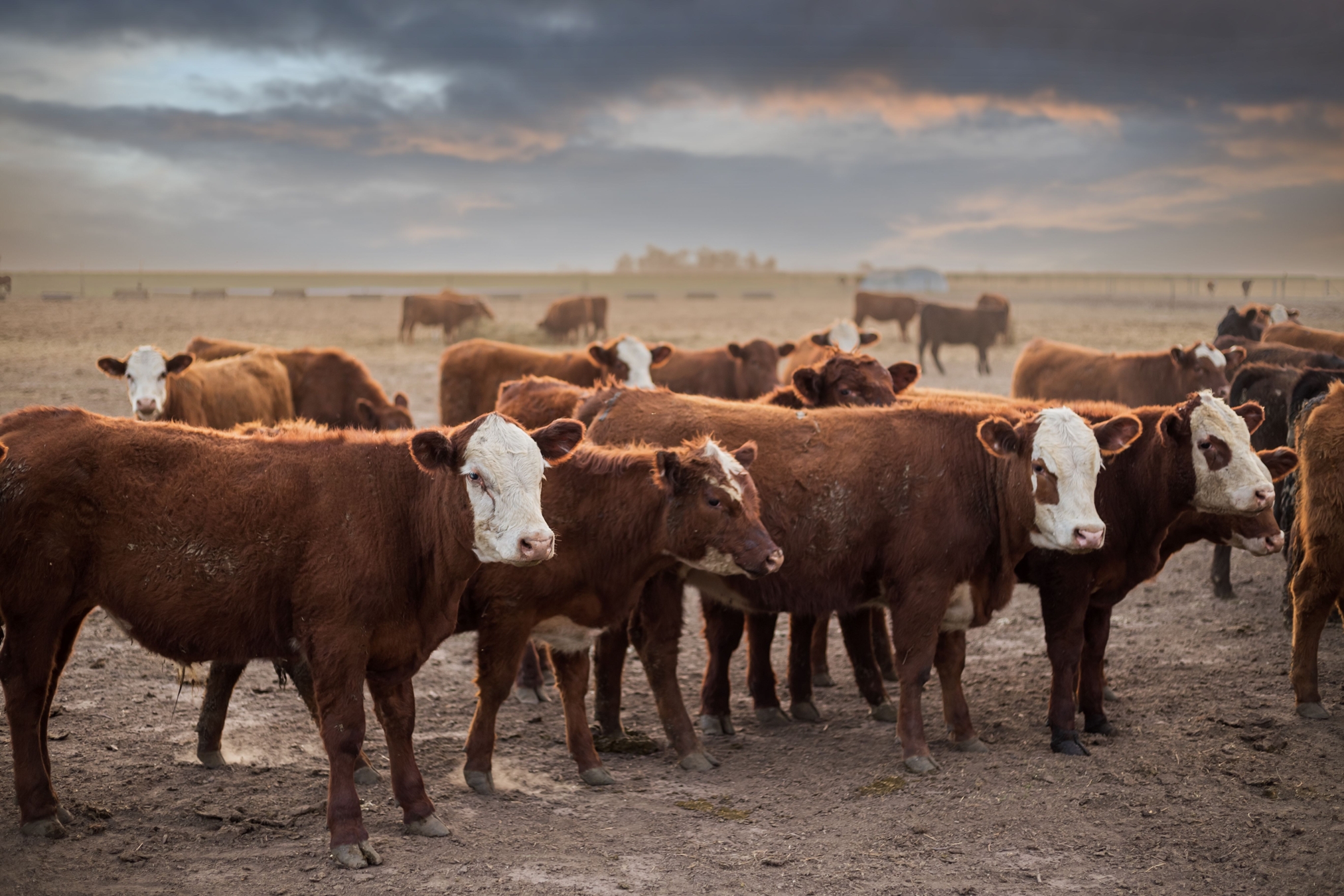 Livestock - LICENSED IMAGE - DO NOT STEAL