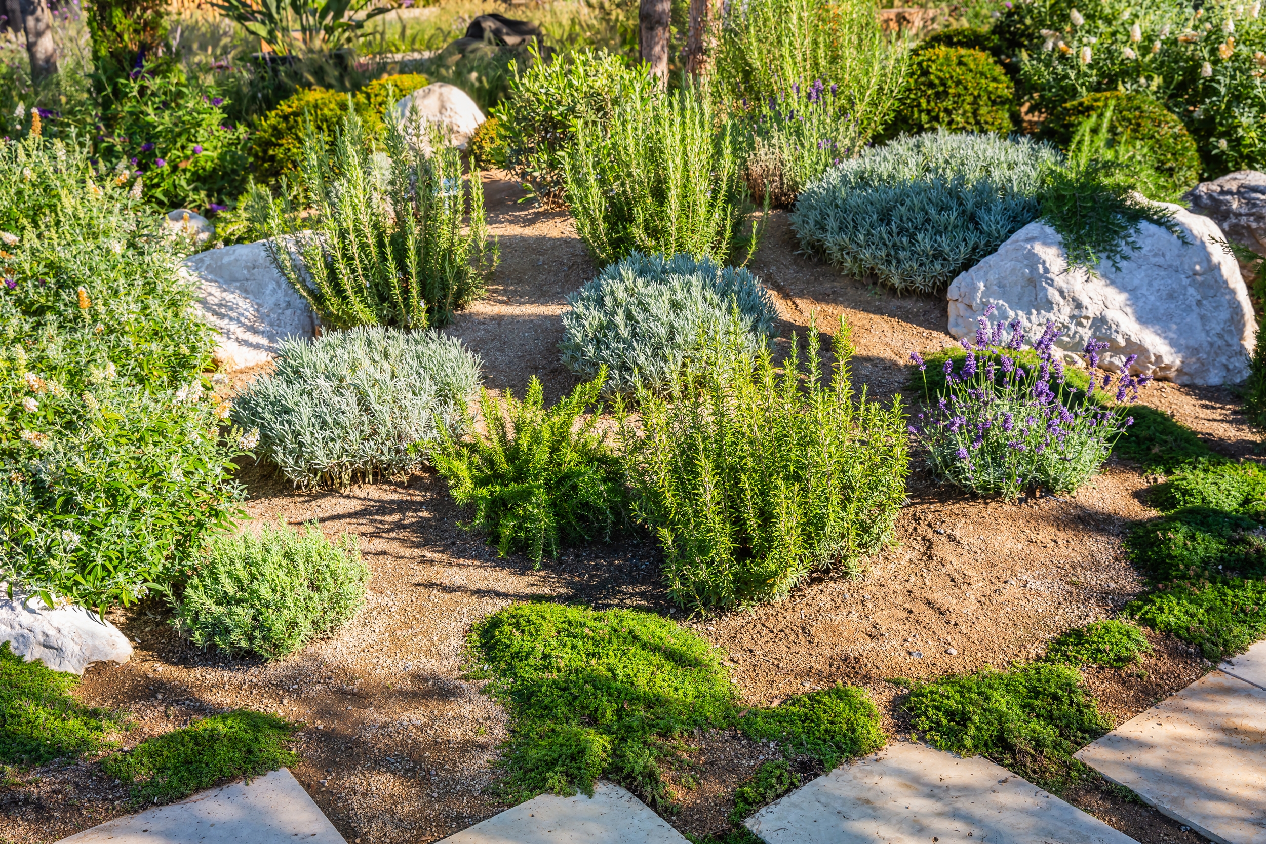 drought-resistant landscaping (LICENSED CONTENT - DO NOT STEAL)