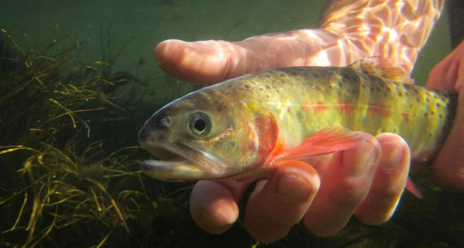 Yellowstone cutthroat trout