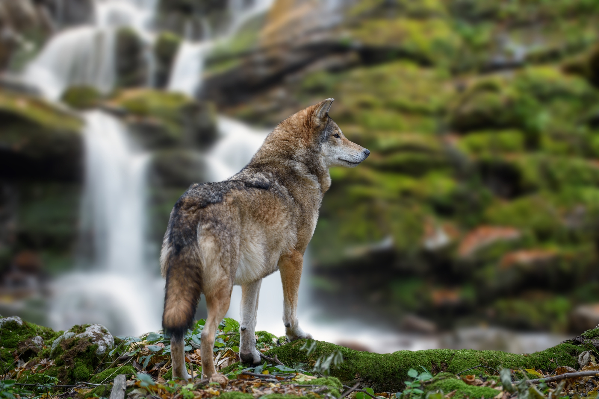A timber wolf by waterfall (licensed content)