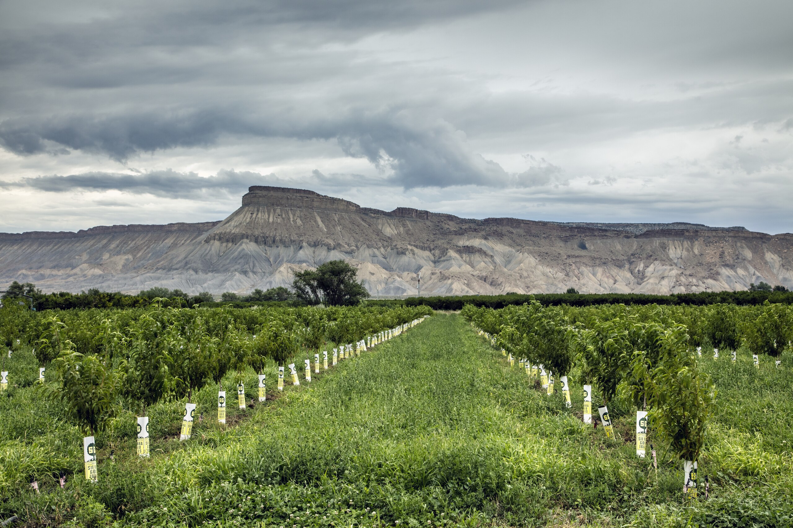 Peach tree orchard near Grand Junction, Colorado, Orchard Mesa