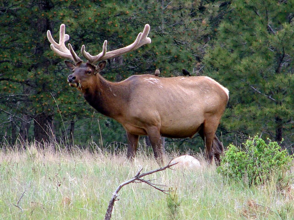 an elk with cowbirds