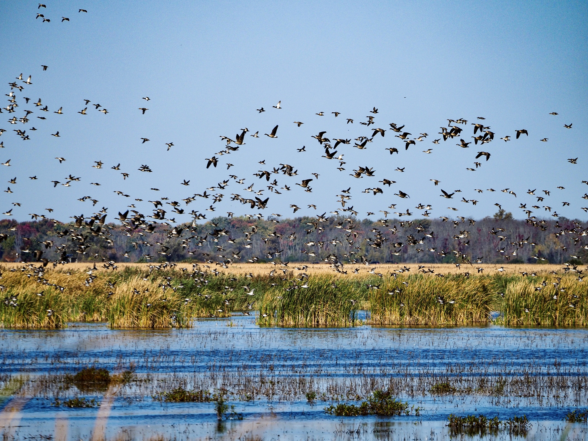 Migrating birds, wetlands - licensed content