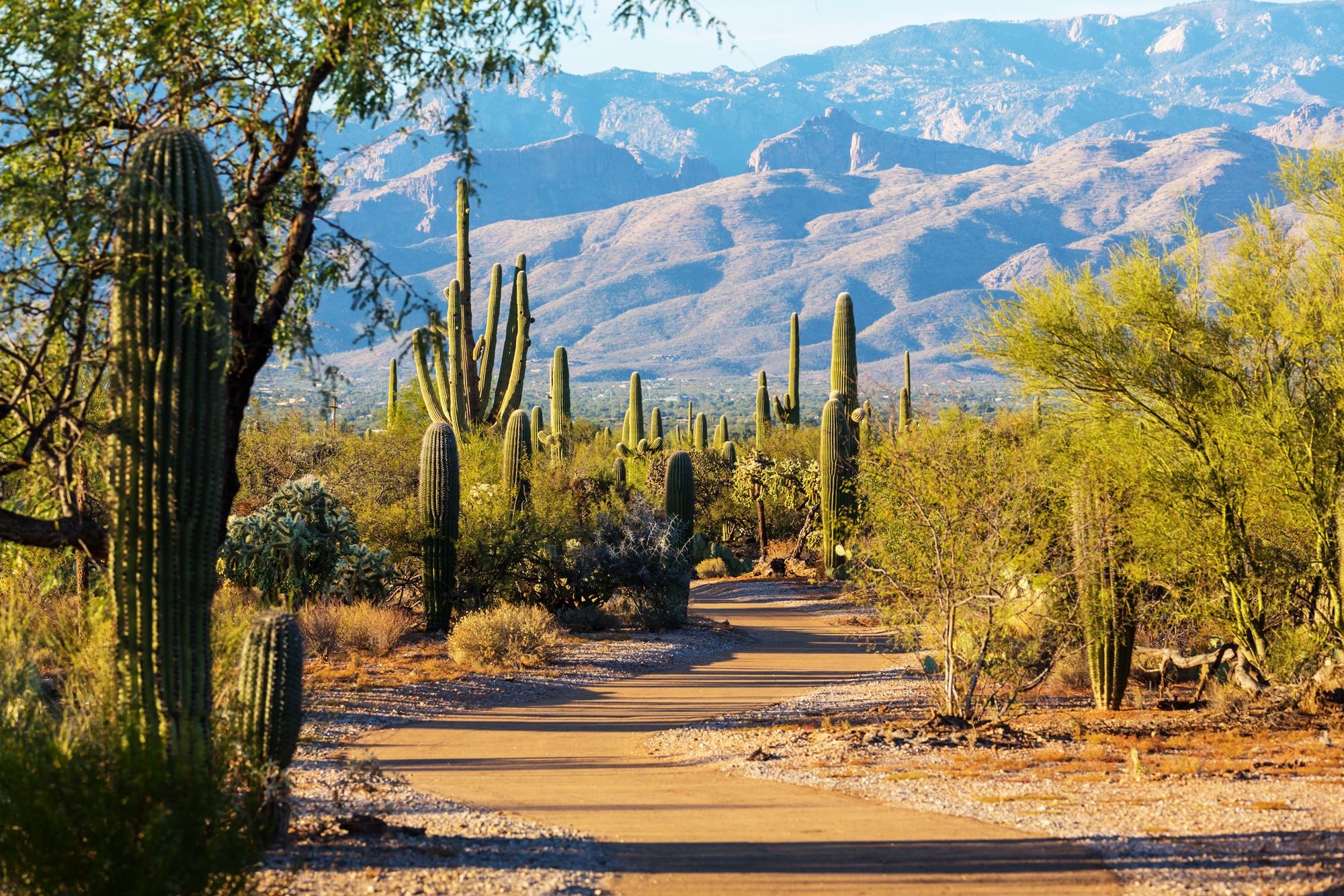 The Saguaro National Park near Tucson (licensed conent)