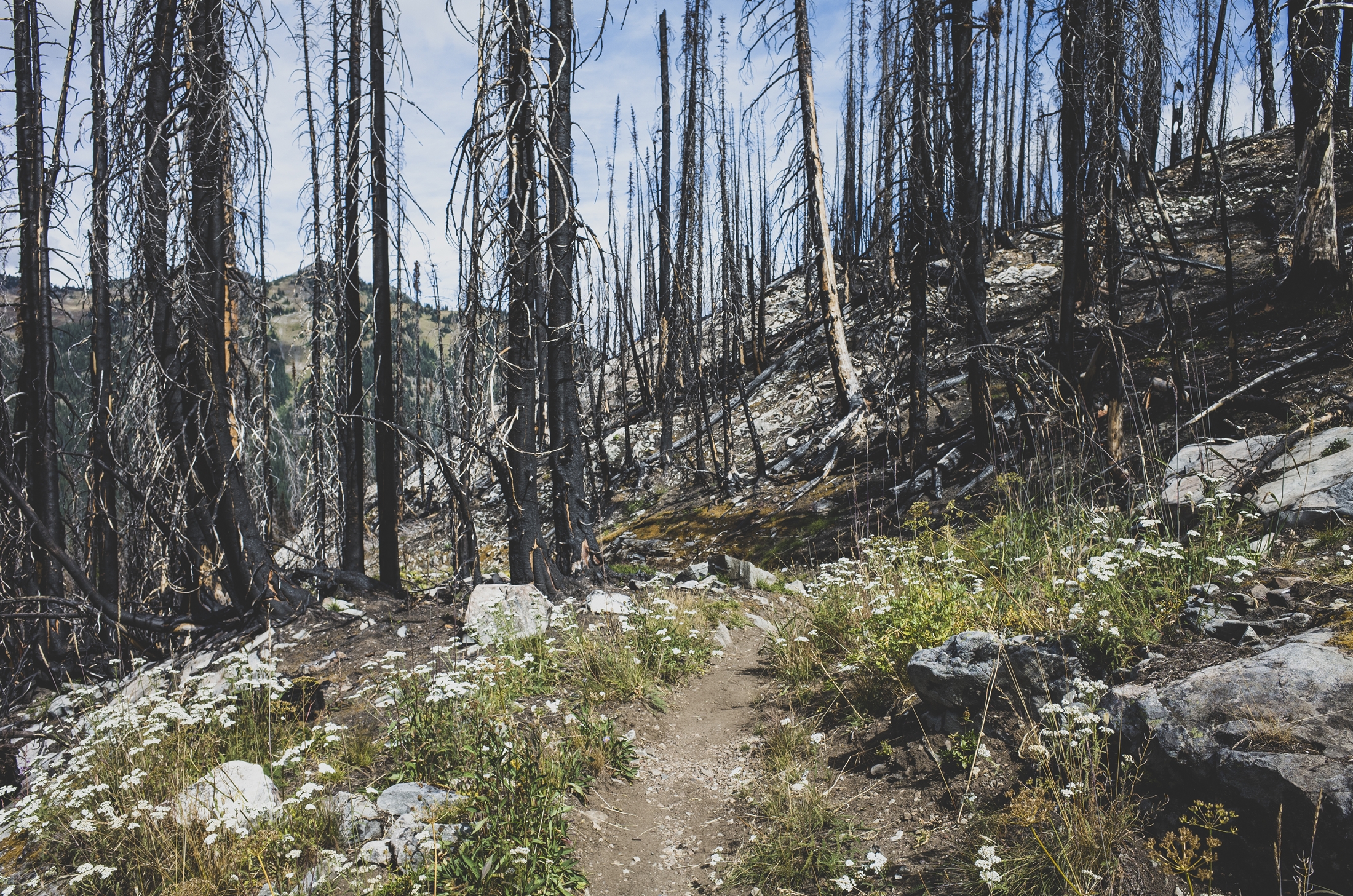 post-fire recovery