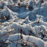 icy grass in snow