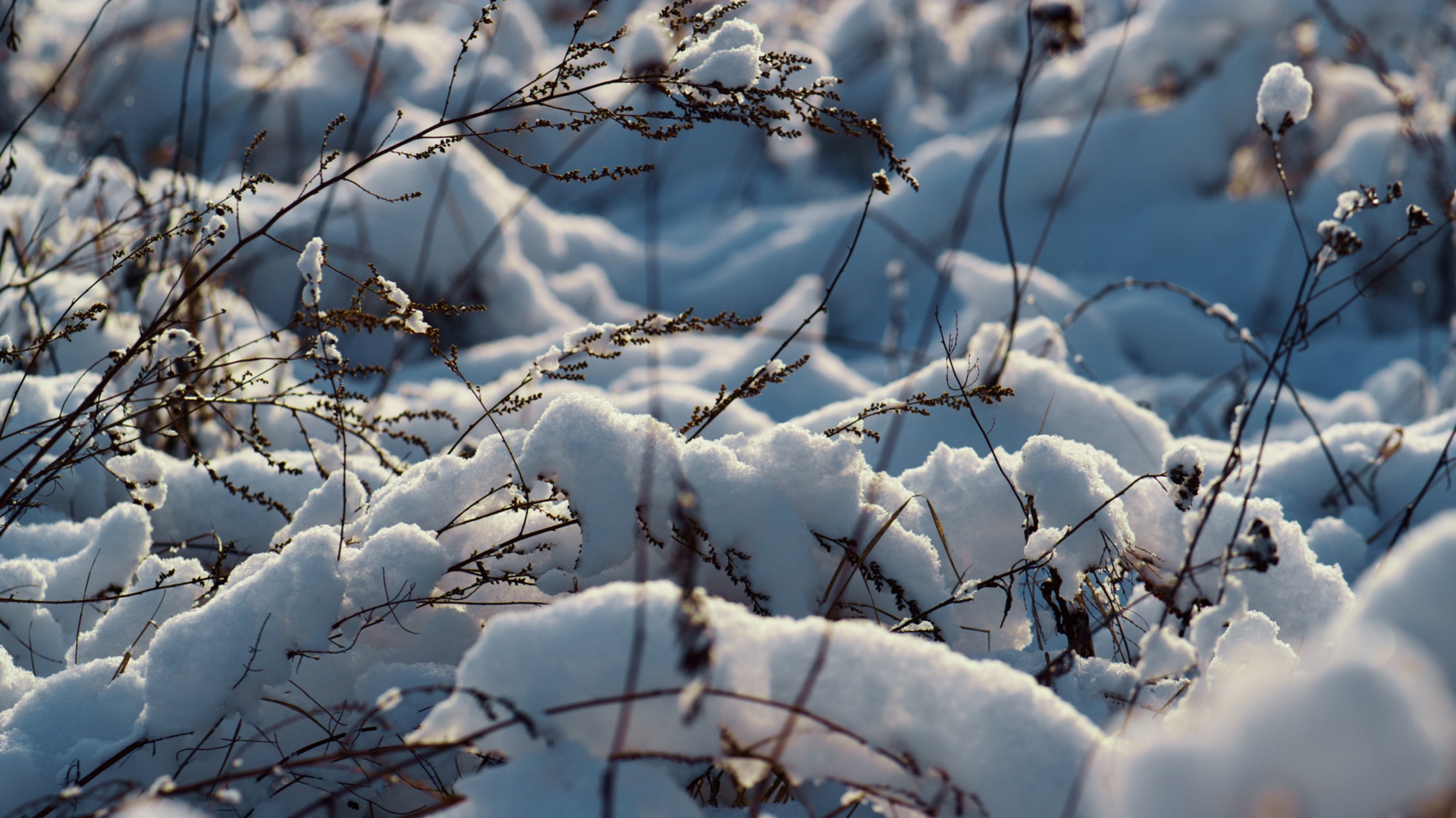 icy grass in snow
