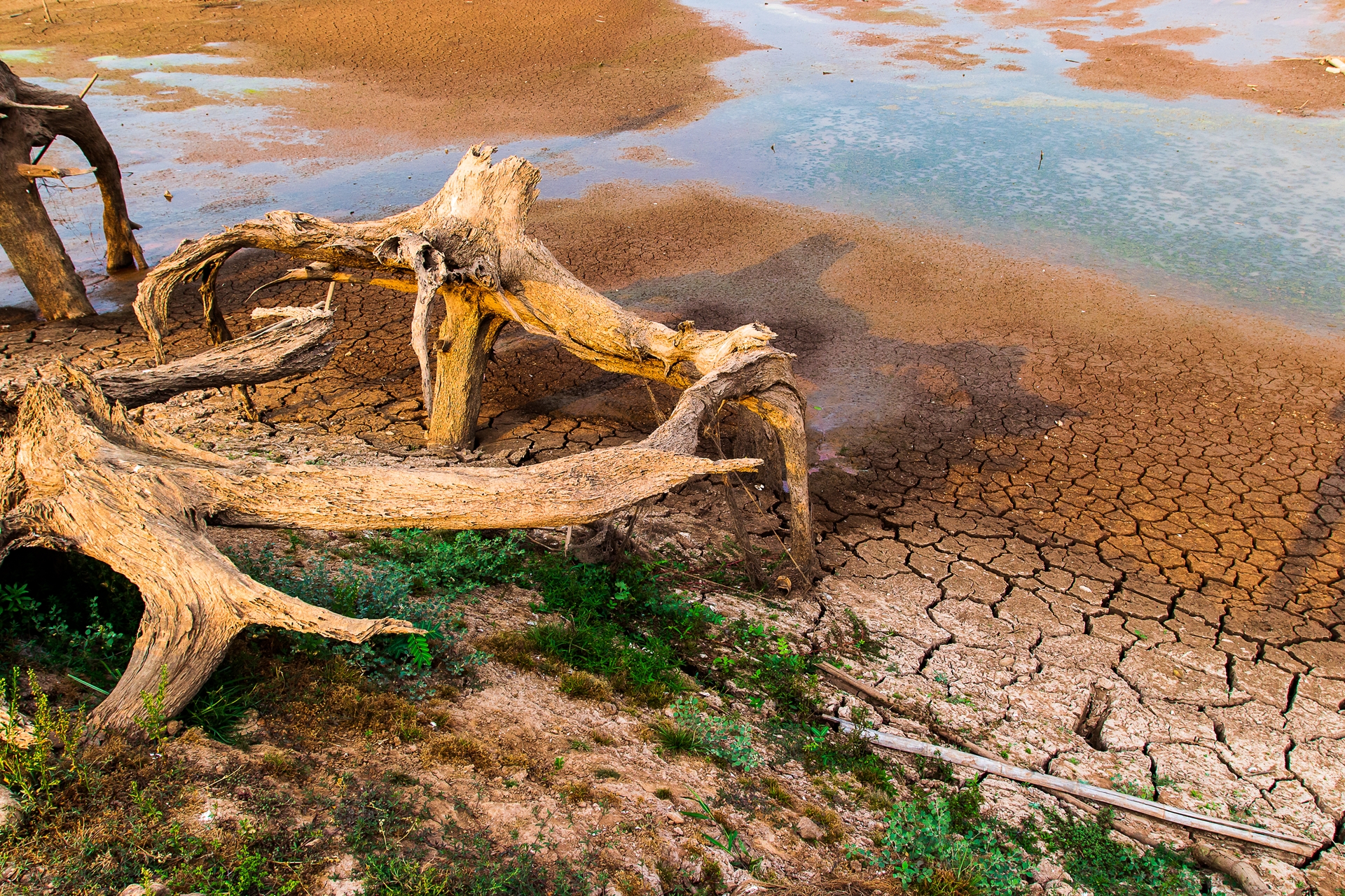 Drought reveals shrinking lake and roots