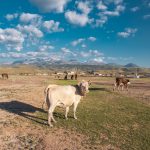 cattle grazing in the West