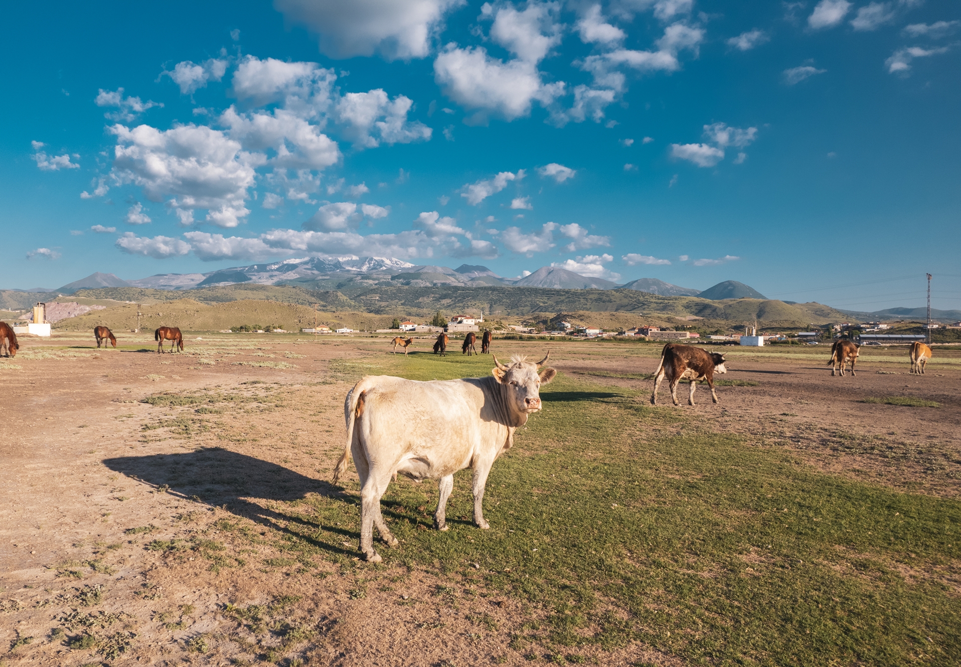 cattle grazing in the West