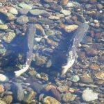 Chinook Salmon part of Reclamation's work
