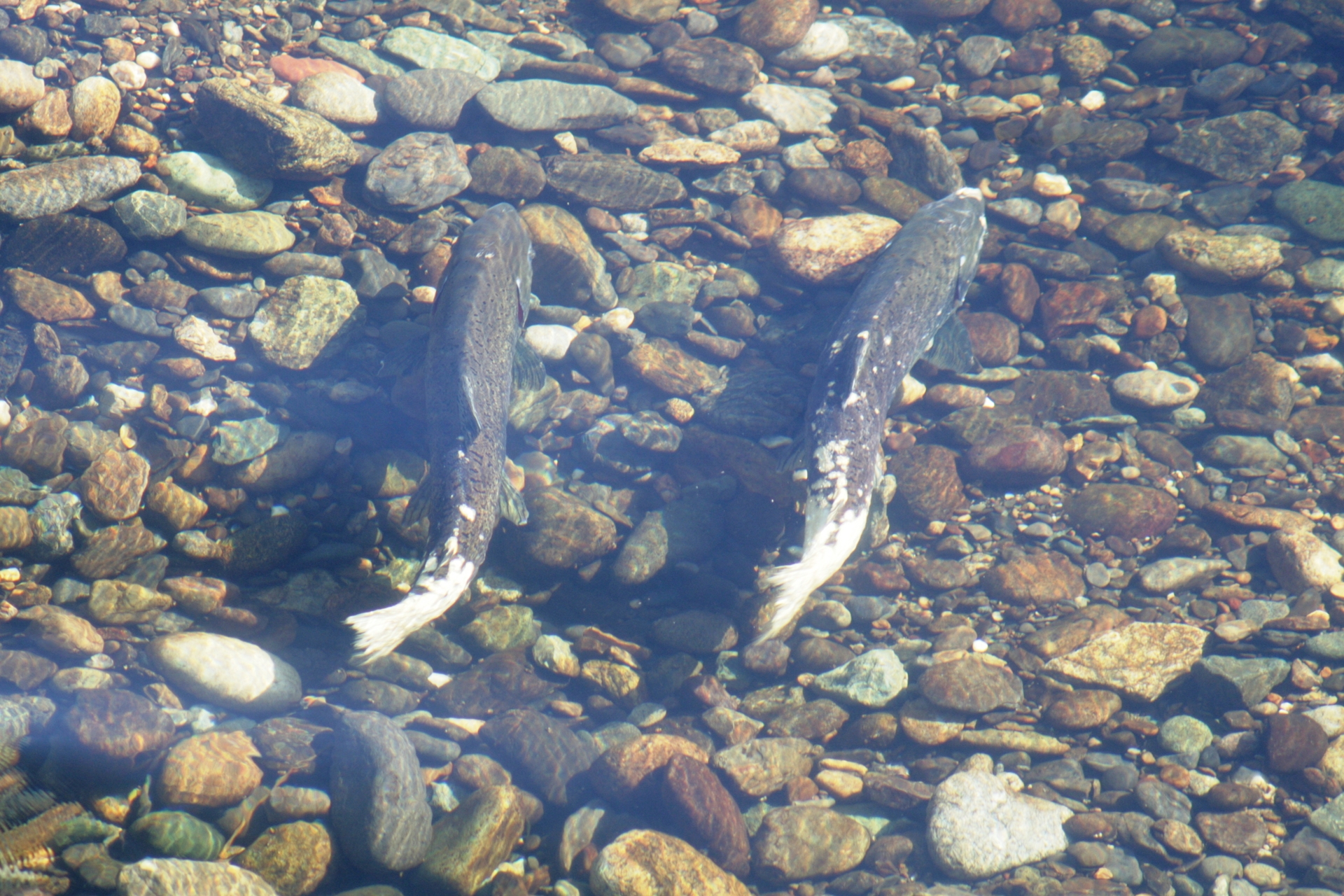 Chinook Salmon part of Reclamation's work
