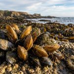 Cluster of golden mussels