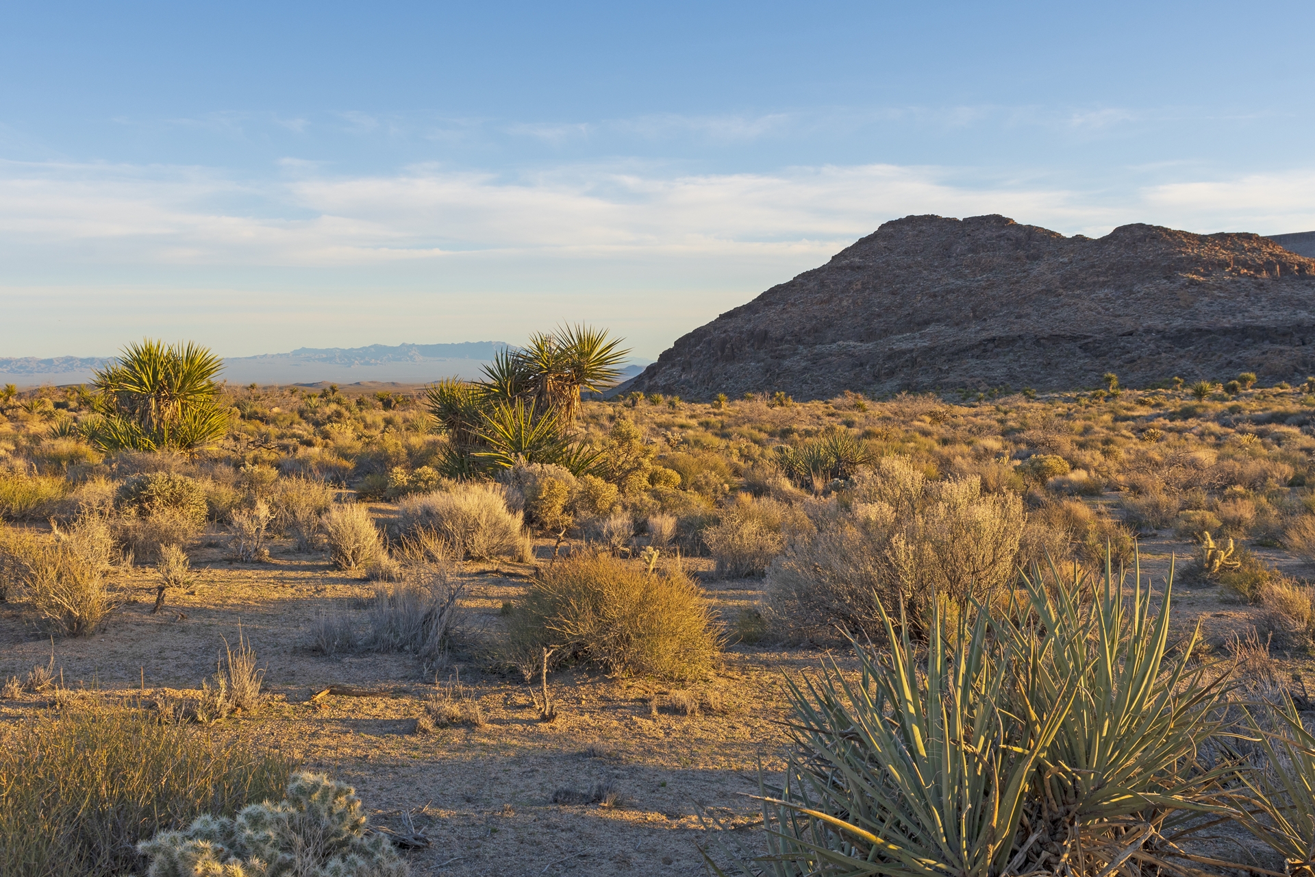 Mohave Desert