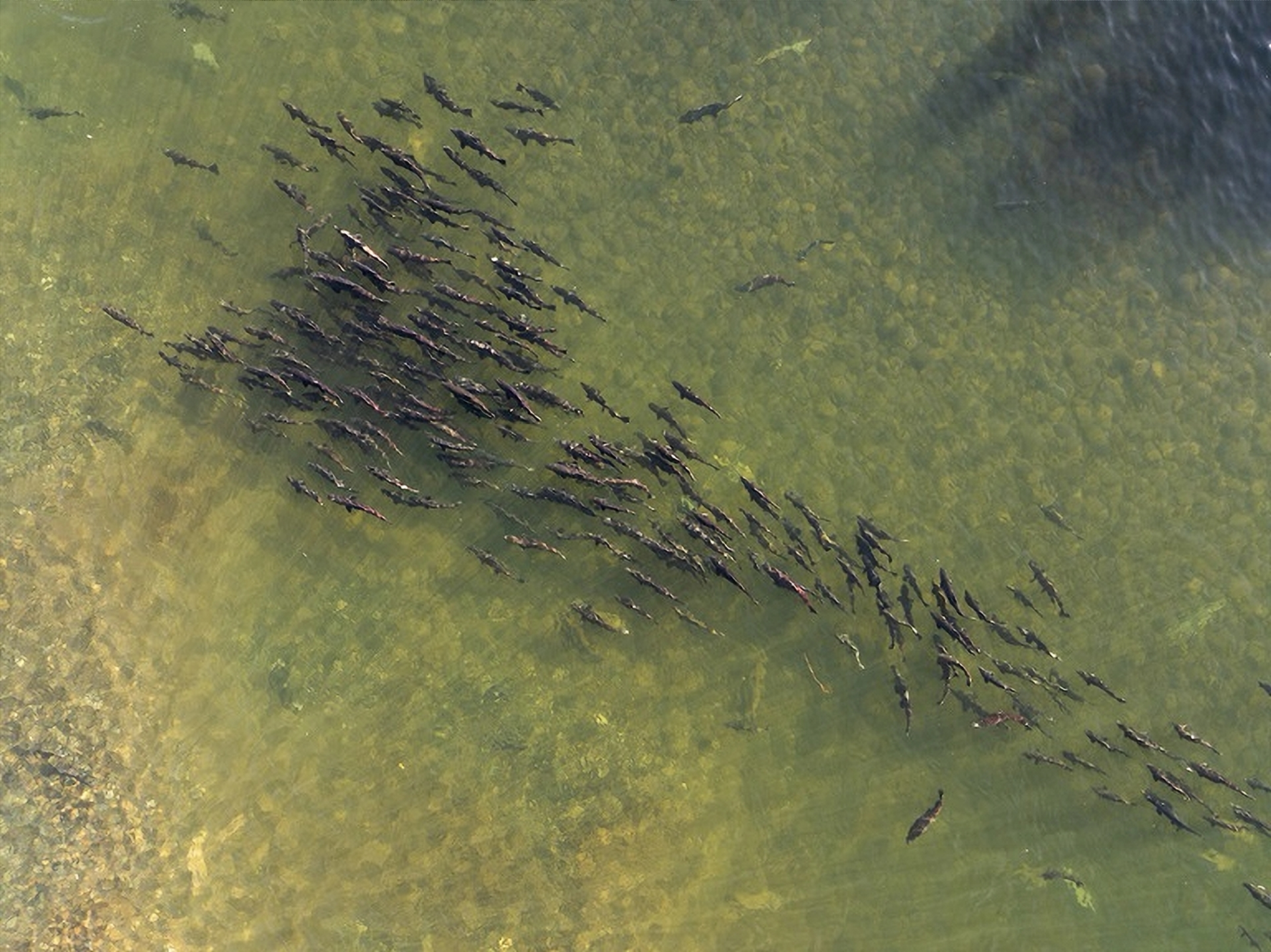 Salmon near Oroville