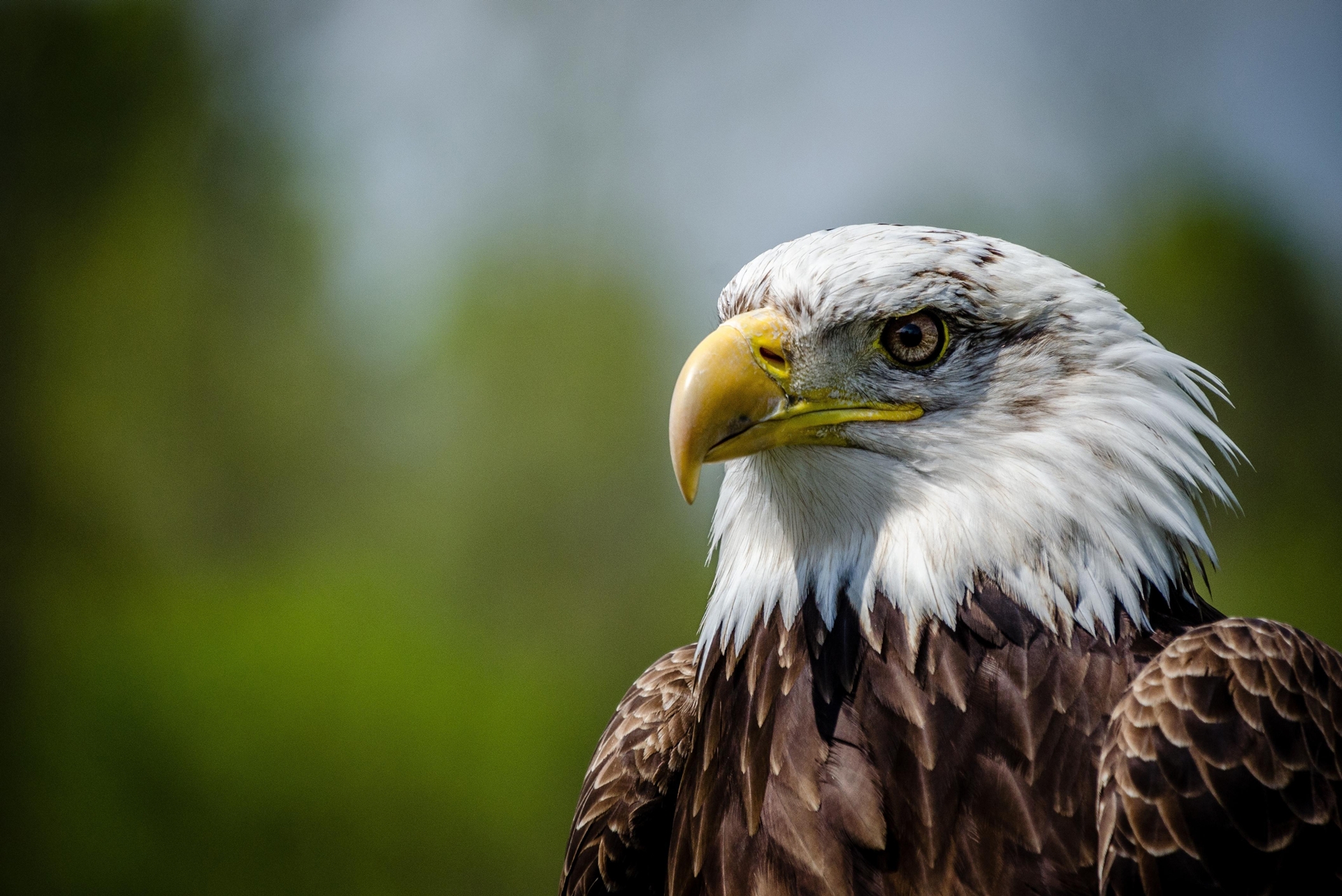 Wildlife photo: a bald eagle
