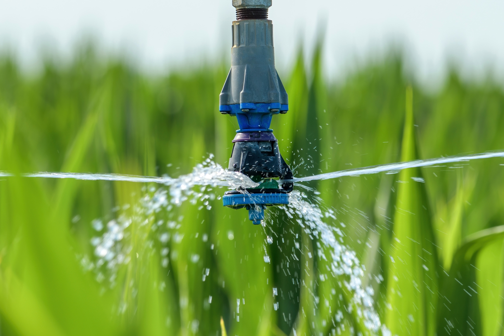 irrigation sprinkler