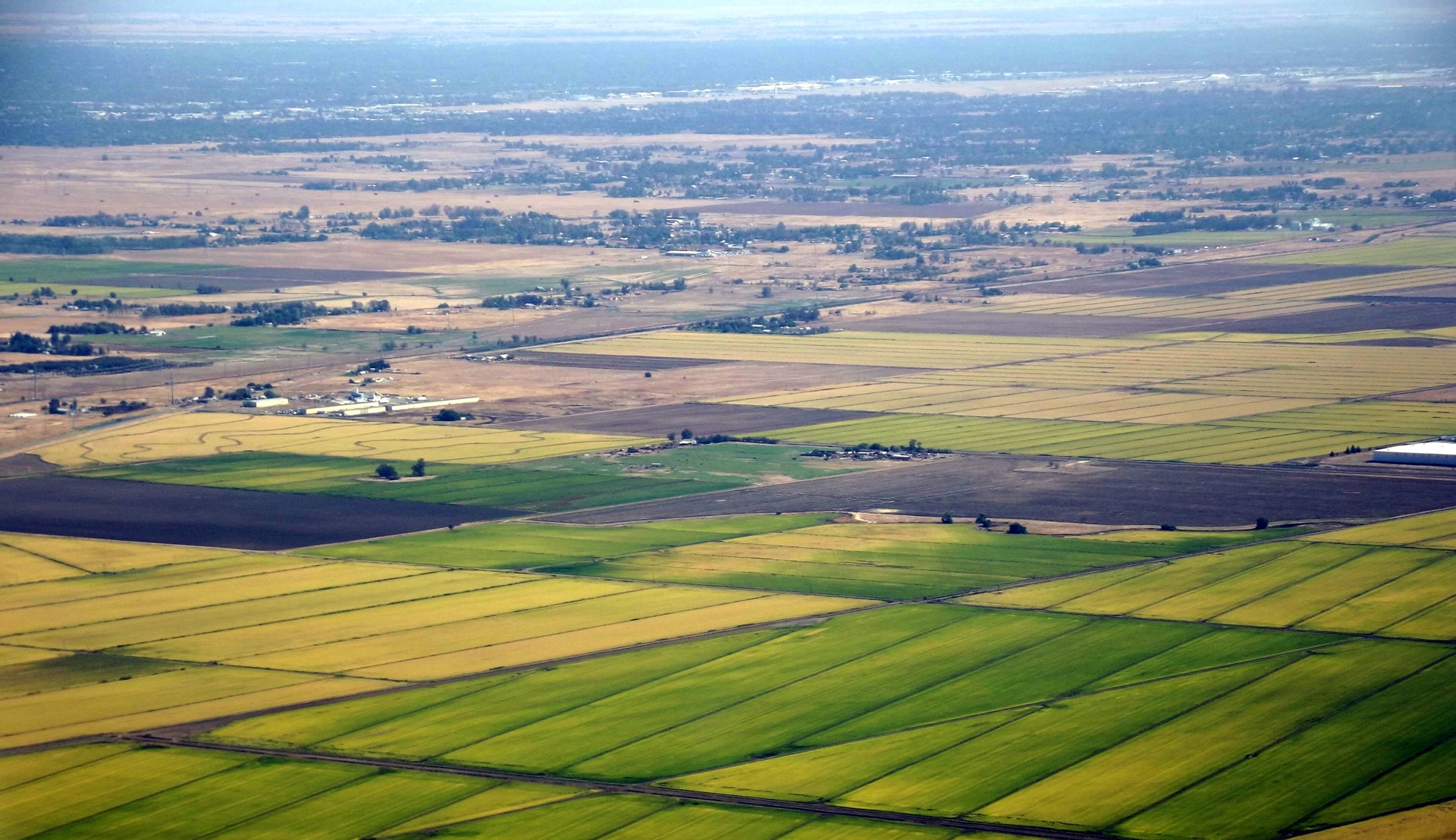 Rice farm in Sacramento Valley