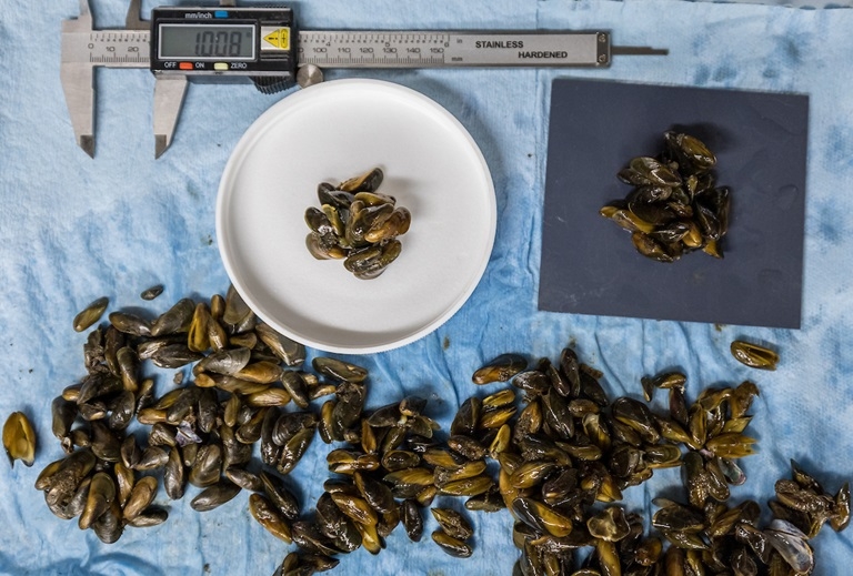 Golden mussels -- California DWR lab