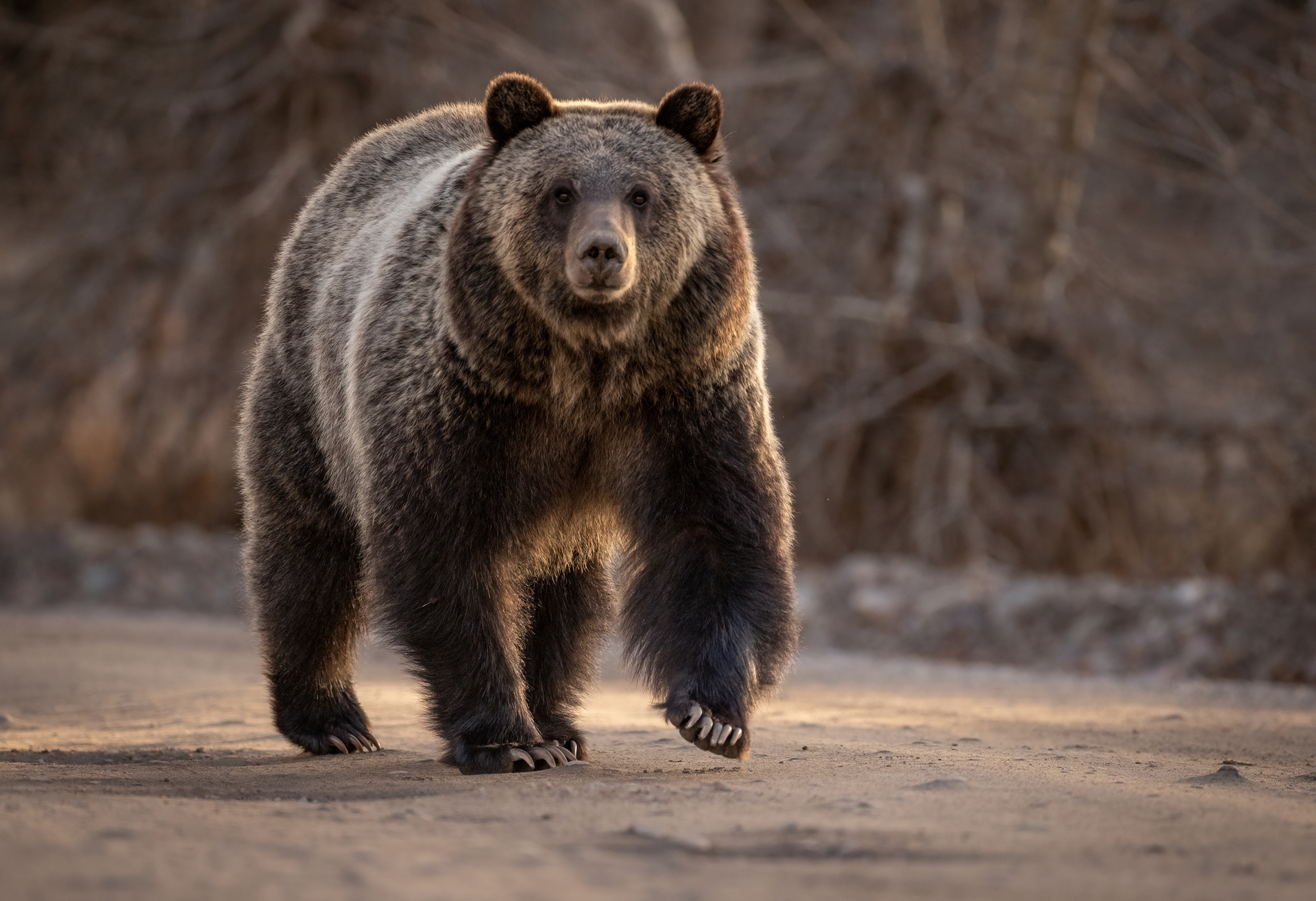 a bear