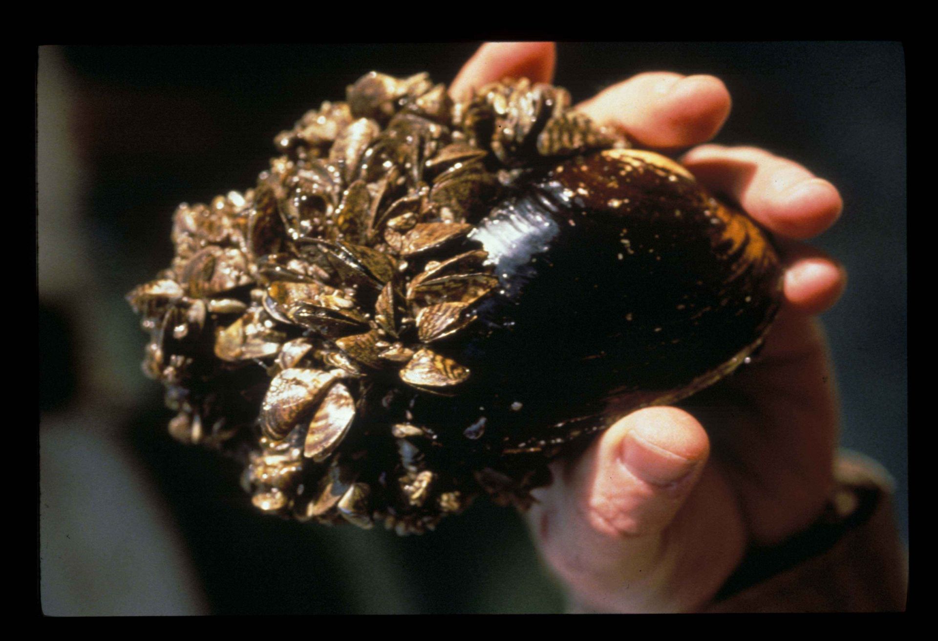 golden mussels