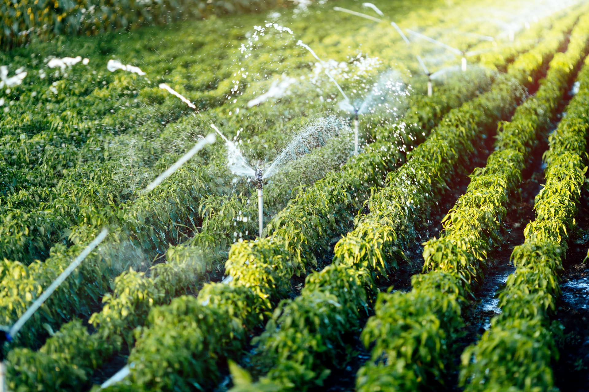 irrigation