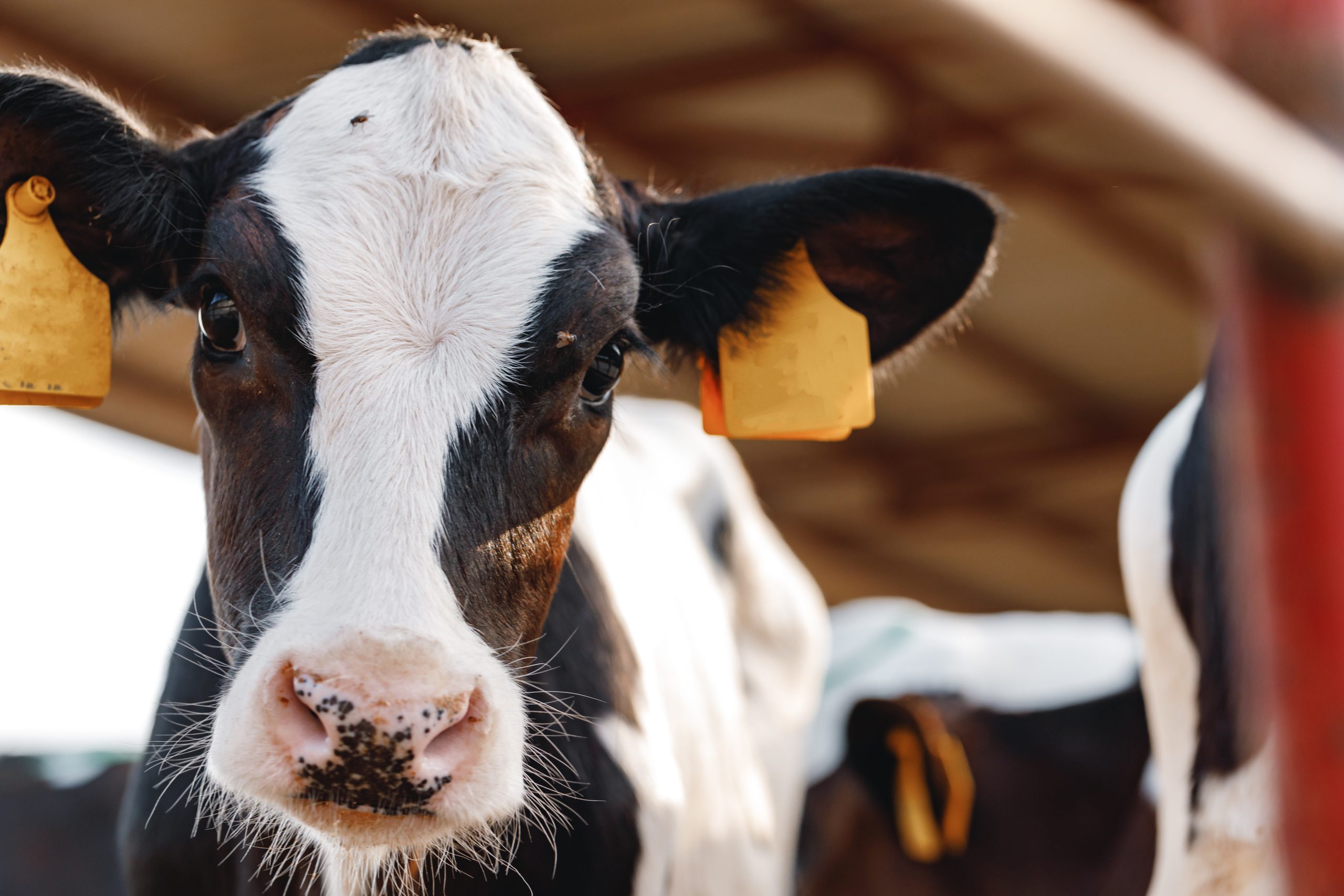 Holstein cow - dairy farm